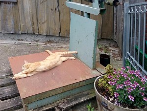 Waage Lohnmosterei Gaedebehn